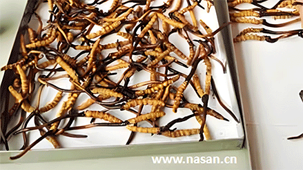 Cordyceps sinensis Dryer