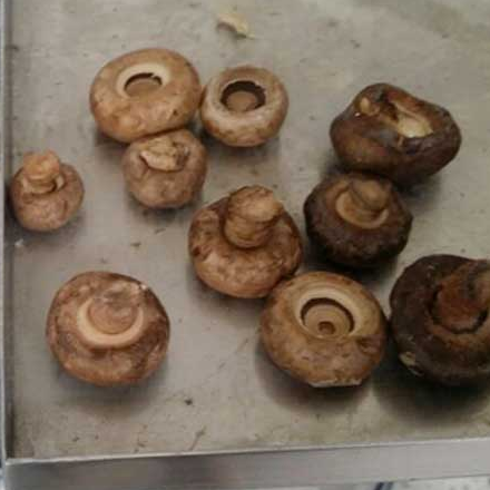 Mushroom Dryer